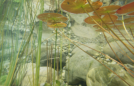 underwater p[photography of green plants thumbnail