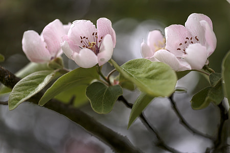 white flowers with green leaves in macro shot thumbnail