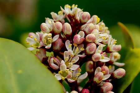 red petaled flowers thumbnail