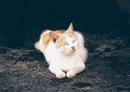 short-coated white and orange cat laying on ground thumbnail