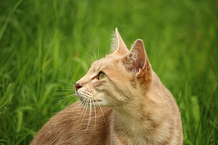 orange cat on green grass thumbnail