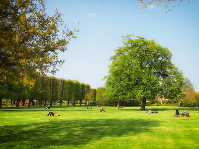 green leafed tree under blue sky thumbnail