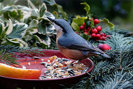 photo of black and brown hummingbird on birdbath thumbnail