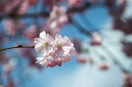 selective focus photography of pink petaled flowers thumbnail