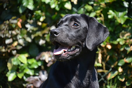 close-up photo of black Labrador dog thumbnail
