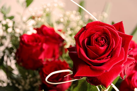red rose thumbnail