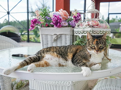 adult brown tabby cat beside basket of flowers thumbnail
