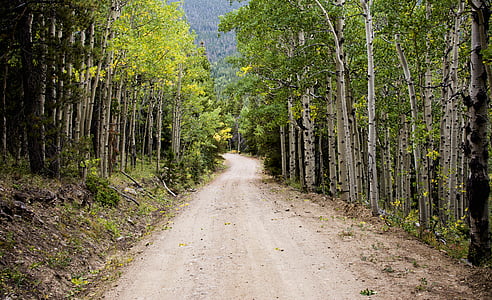 brown road surrounded by trees thumbnail