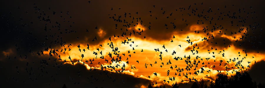 nature, animals, bird, migratory bird, fly, south thumbnail