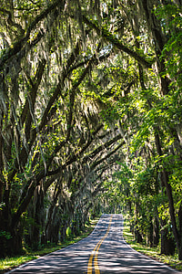 Trees arching over the road in Tallahassee, Florida thumbnail