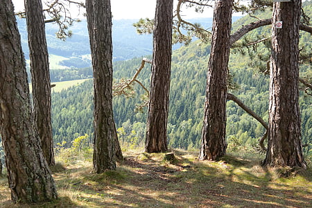 close-up photo of tall trees at day time thumbnail
