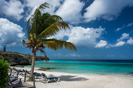 coconut tree swayed by the wind on white sandy beach during daytime thumbnail