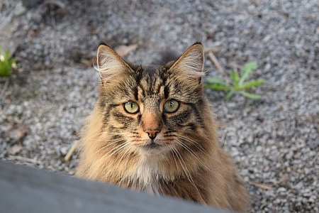brown cat thumbnail