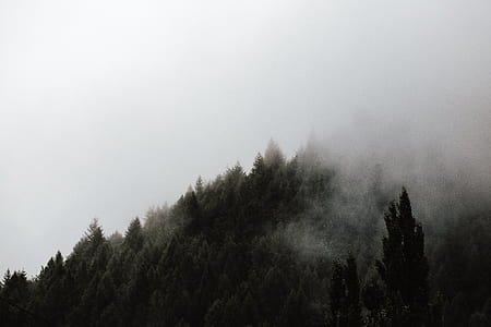 green forest trees thumbnail