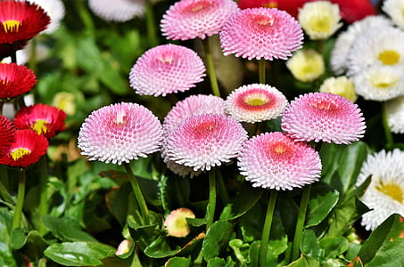 green leafed plants with pink flowers thumbnail