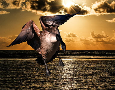 brown Canadian goose wallpaper thumbnail