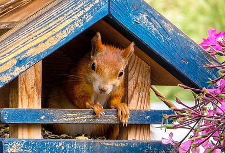 brown rodent on wooden pet house thumbnail