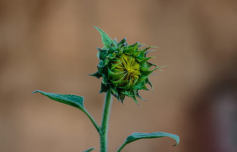 Green Sunflower Bud Macro Photography thumbnail