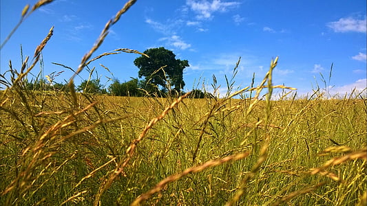 brown wheat under blue and white sky thumbnail