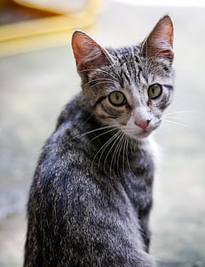 silver tabby cat thumbnail