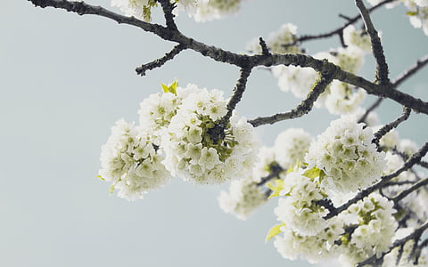 white flowers thumbnail
