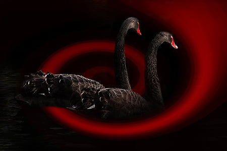 two black swan illustration thumbnail