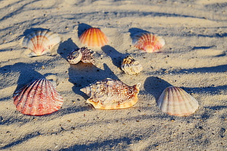 assorted sea shells on gray sand thumbnail