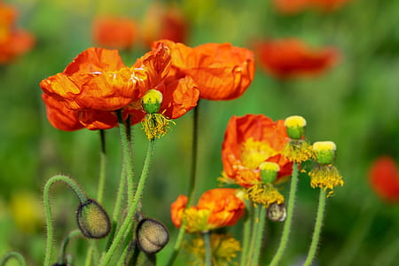 shallow focus photography of orange flowers thumbnail