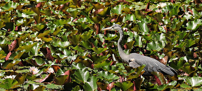 gray crane on leaf thumbnail