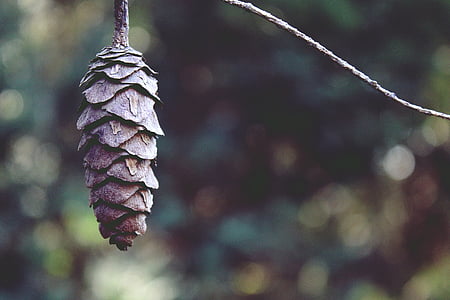 selective focus photography of brown pine cone thumbnail