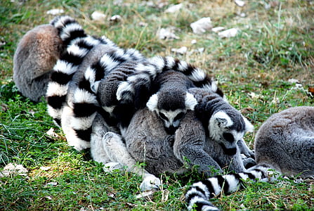group of gray lemur's on ground thumbnail