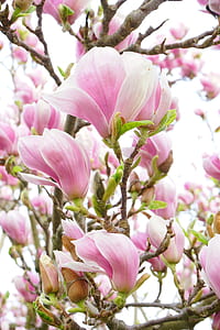 cherry blossoms thumbnail