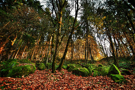 brown trees during daytime thumbnail