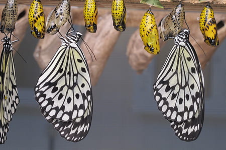assorted-color butterflies thumbnail