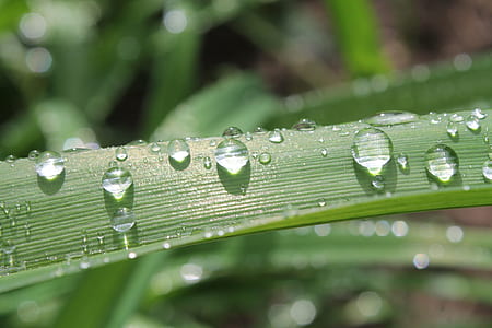water drops on leaves thumbnail