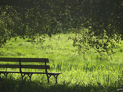 brown wooden bench under the green tree thumbnail