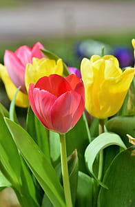 shallow focus photo of red, yellow, and pink flowers thumbnail