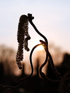 silhouette photography of plant thumbnail