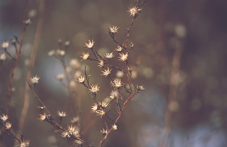 shallow focus photography of brown flowers thumbnail