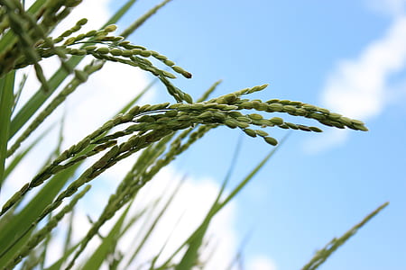 selective focus photography of rice plant thumbnail