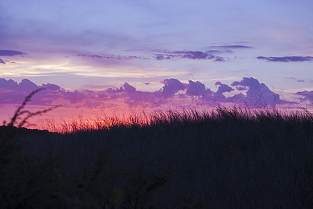 silhouette photography of grass thumbnail