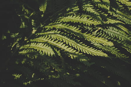 Green Leafed Plant thumbnail