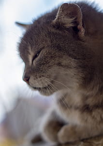 Closeup of a cat head. thumbnail