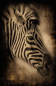 photo of zebra thumbnail