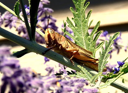 brown grasshopper on green stem thumbnail