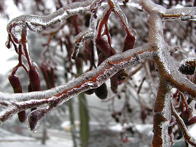 brown bare tree thumbnail