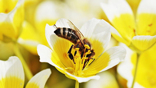macro-photography of honeybee collecting pollen thumbnail