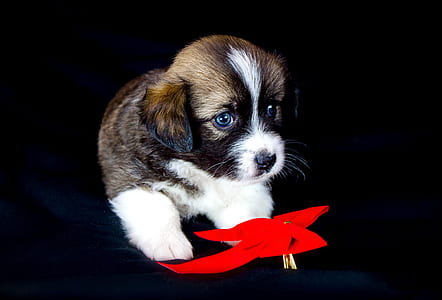 short-coated brown, white, and black puppy lying on black surface thumbnail