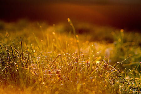 close-up photo of green grass thumbnail