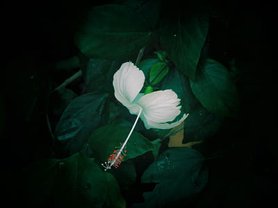 photo of white hibiscus flower in bloom thumbnail